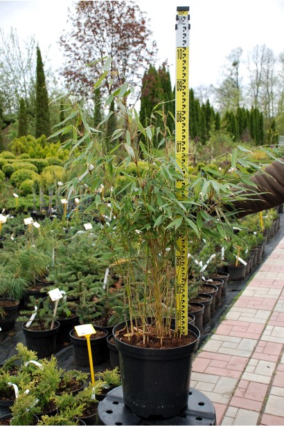 Бамбук міцний Пінгу - 10-12л/вис.70-90см/Ø30-40см